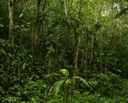 floresta-ombrofila-densa-1