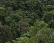 floresta-ombrofila-densa-11