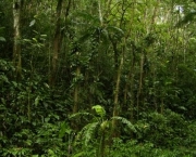 floresta-ombrofila-densa-15