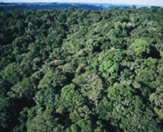 floresta-ombrofila-densa-2