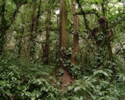floresta-ombrofila-densa-3