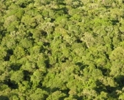 floresta-ombrofila-densa-4