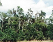 floresta-ombrofila-densa-5