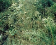 floresta-ombrofila-densa-9