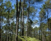 floresta-portuguesa-2