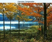 floresta-temperada-13