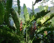 floresta-tropical-pluvial-15