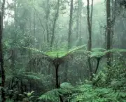 floresta-tropical-pluvial-7