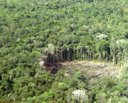 Florestas do Peru Amazonia Perdida (2).jpg