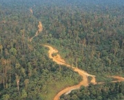 Florestas do Peru Amazonia Perdida (9).jpg
