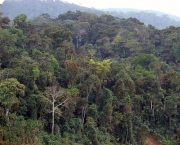 Florestas do Peru Amazonia Perdida (11).JPG