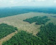 Florestas do Peru Amazonia Perdida (14).jpg