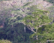 Florestas do Peru Amazonia Perdida (18).JPG