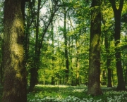 florestas-mais-bonitas-do-mundo-6