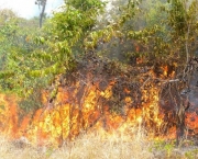 florestas-prejudicadas-por-queimadas-13
