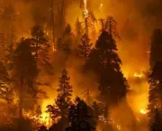 florestas-prejudicadas-por-queimadas-7