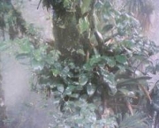 florestas-tropicais-no-parana-2