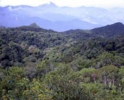 florestas-tropicais-no-parana-6