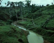florestas-tropicais-10