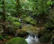 florestas-tropicais-15