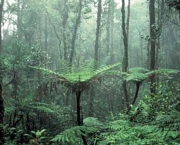 florestas-tropicais-6