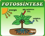 fotossintese-1