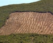 historia-do-desmatamento-no-brasil-10