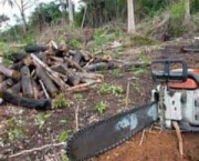 historia-do-desmatamento-no-brasil-11