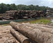 historia-do-desmatamento-no-brasil-17