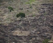 historia-do-desmatamento-no-brasil-18