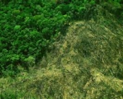 historia-do-desmatamento-no-brasil-1