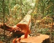 historia-do-desmatamento-no-brasil-2