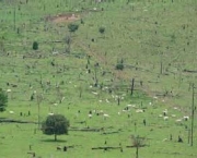 historia-do-desmatamento-no-brasil-6