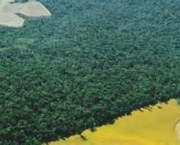 historia-do-desmatamento-no-brasil-7