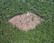 historia-do-desmatamento-no-brasil-8