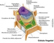 vacuolo-vegetal-e-celulas-vegetais-5