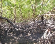 impactos-ambientais-dos-manguezais-11