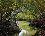 impactos-ambientais-dos-manguezais-18