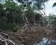 impactos-ambientais-dos-manguezais-3