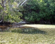 impactos-ambientais-dos-manguezais-6