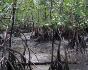 impactos-ambientais-dos-manguezais-8