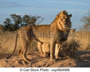 leoes-do-deserto-na-namibia-kunene-2