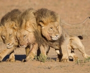 leoes-do-deserto-na-namibia-kunene-4