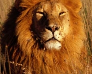 leoes-do-deserto-na-namibia-kunene-1
