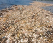 Lixo no Mar do Caribe (8)