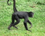 Macaco-Aranha (2)