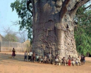 Maiores Árvores do Mundo (16)