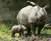 matanca-de-rinocerontes-na-africa-do-sul-1
