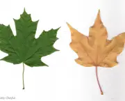 Mudas de Maple Canadense (7)