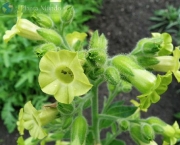 nicotiana-excelsior-1